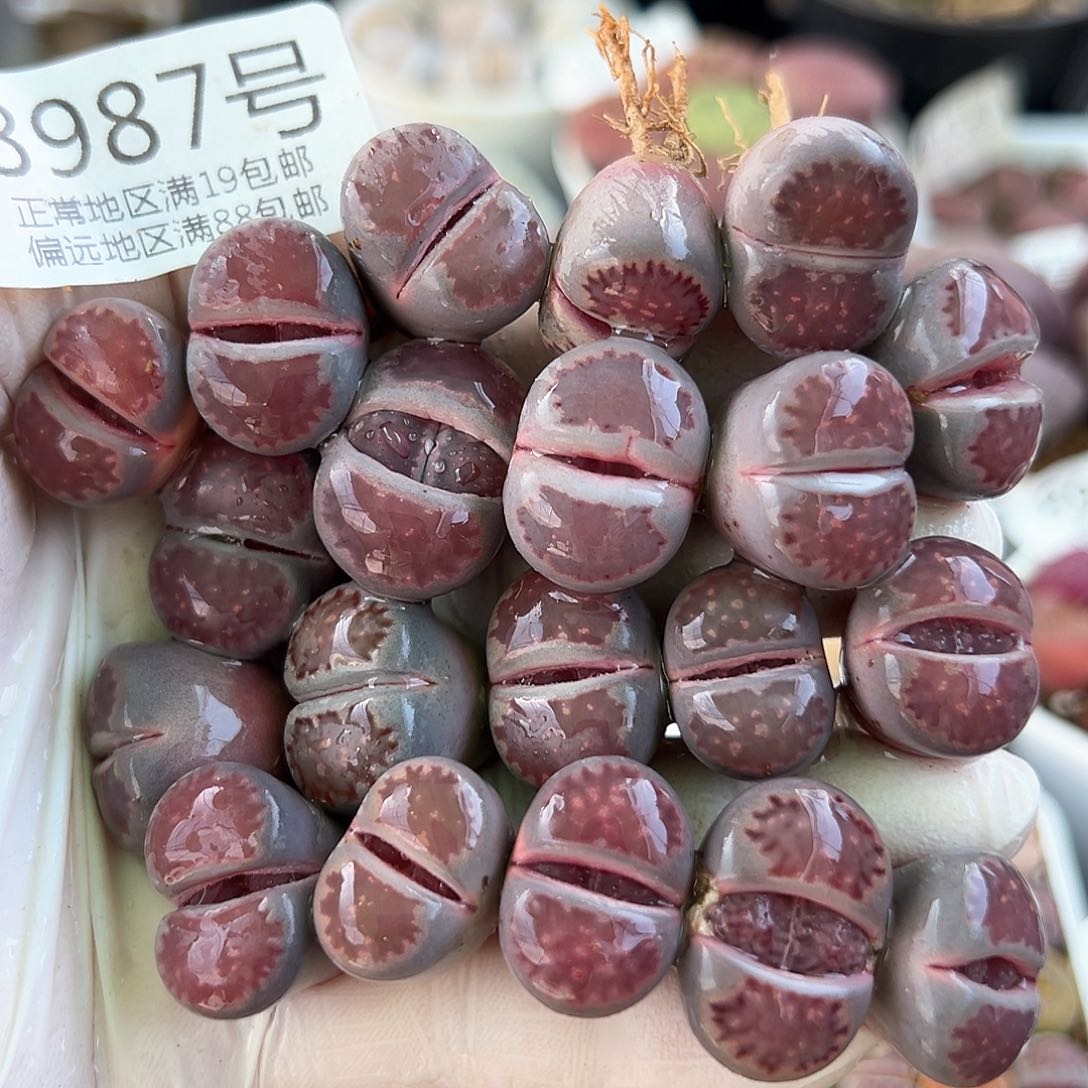 好养易活生石花大母本8987共20颗