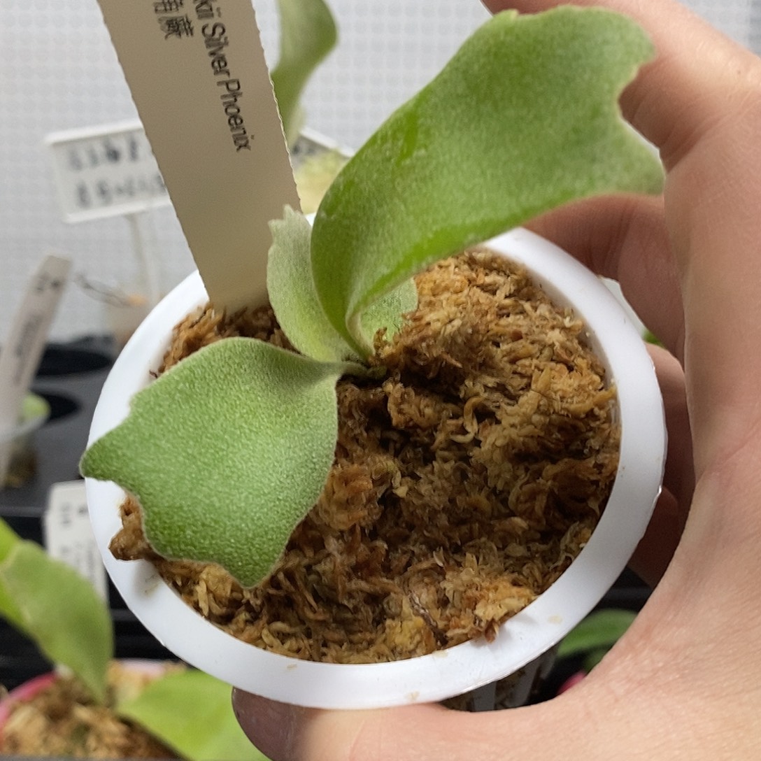 无花朵银凤鹿角蕨