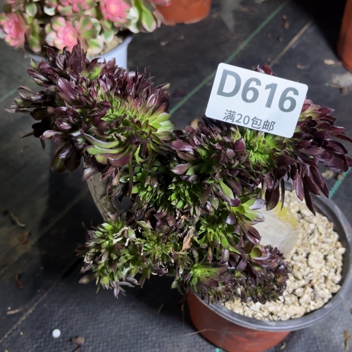 瑞妈一物一拍616