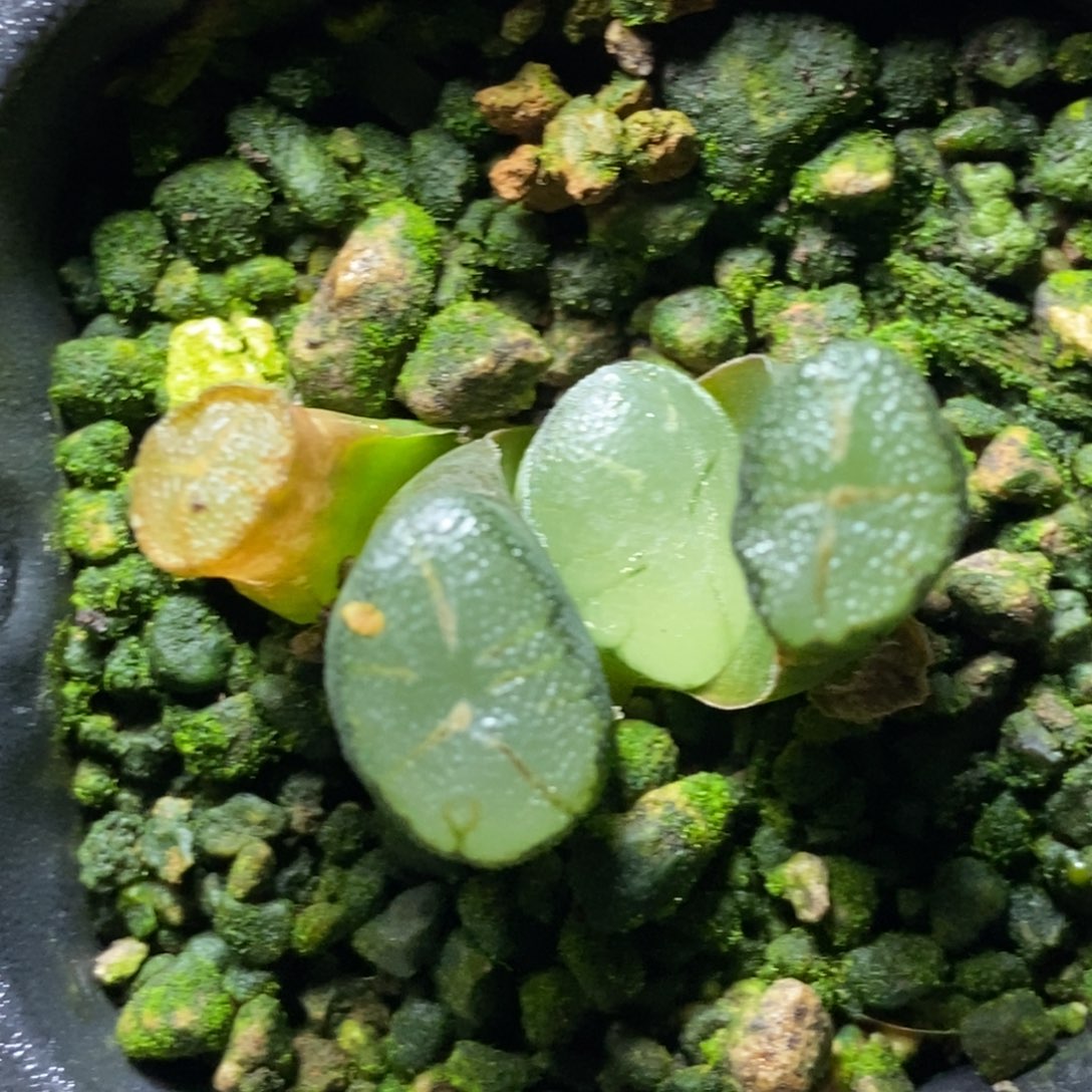 是是是是是是是是是寿