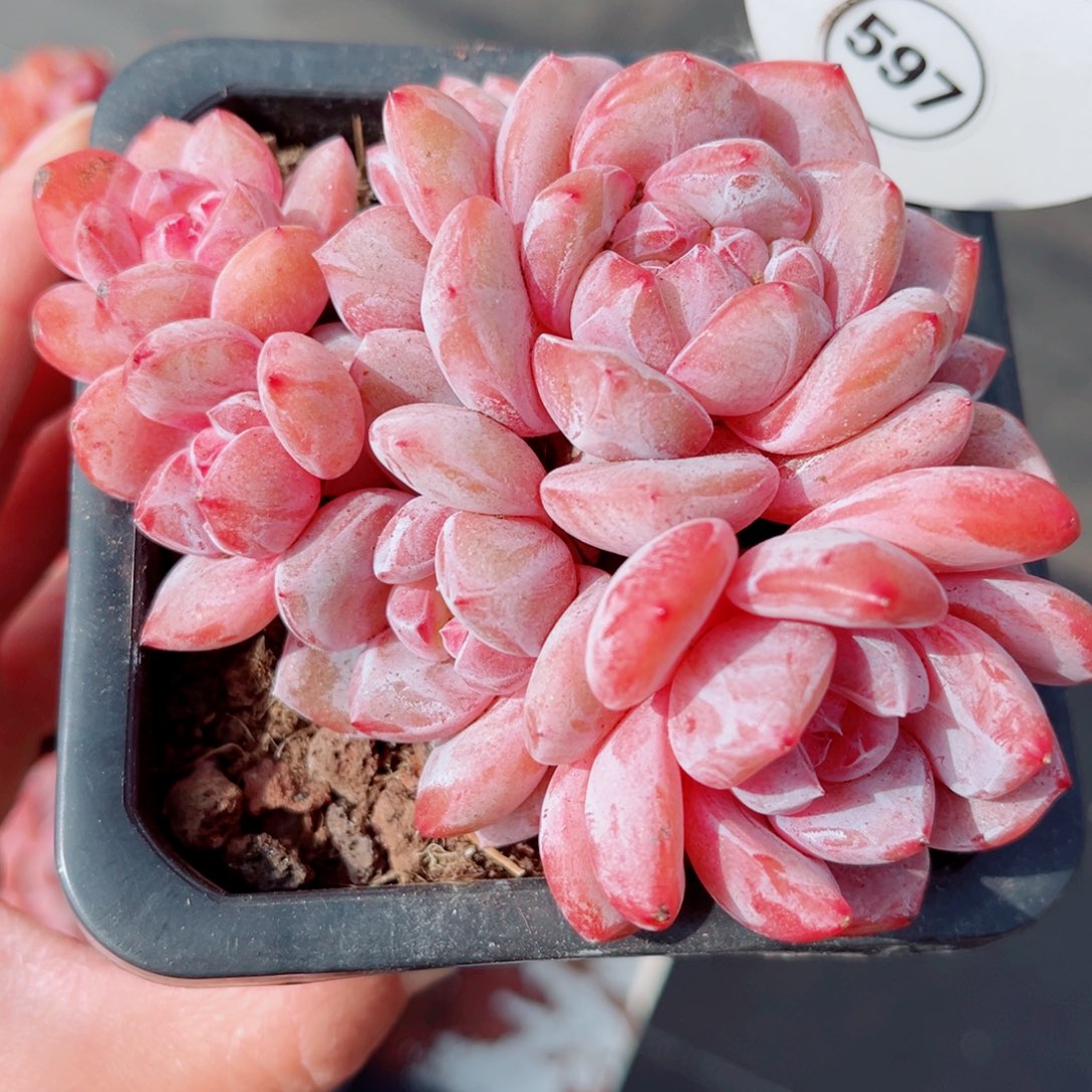 597号大老桩石榴籽星影群