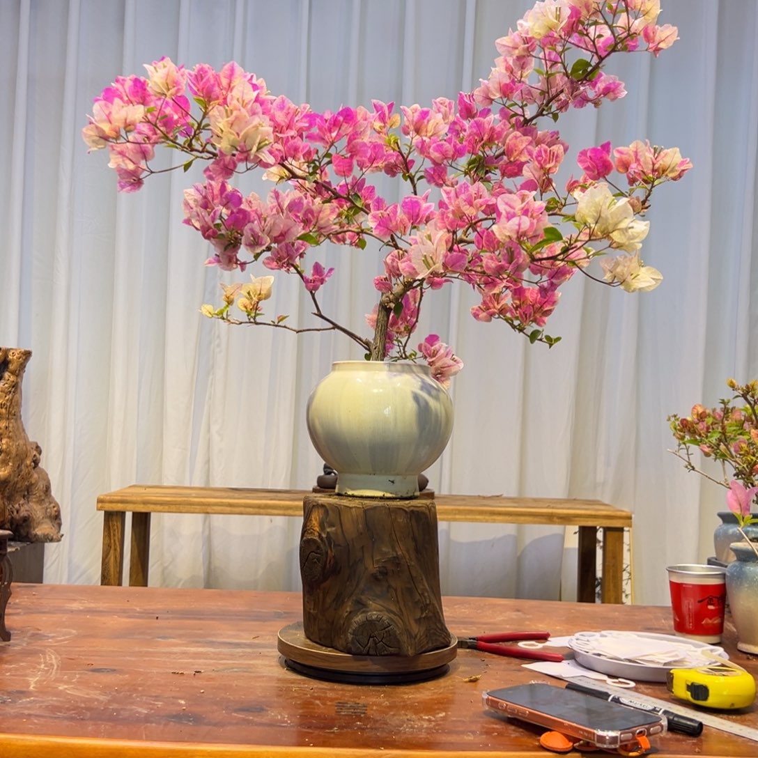 是***是完全开放三角梅一物一拍漳红樱