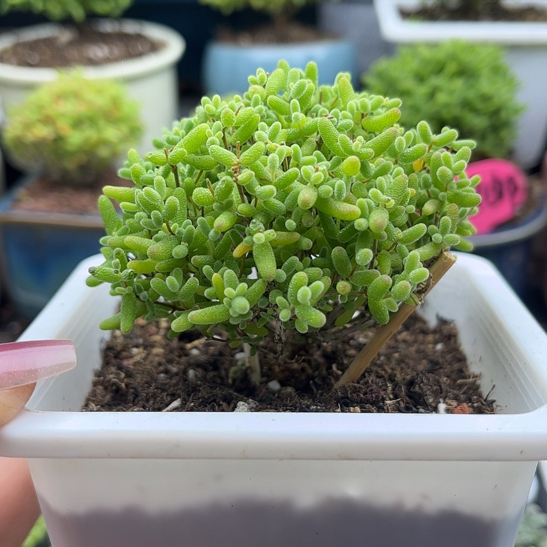 59蜜桔糖球优选枝干