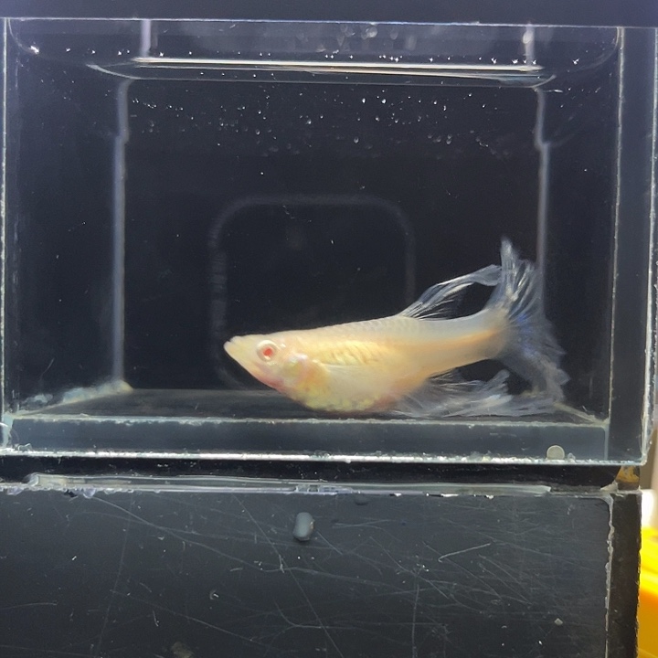 孔雀鱼蓝白种鱼11