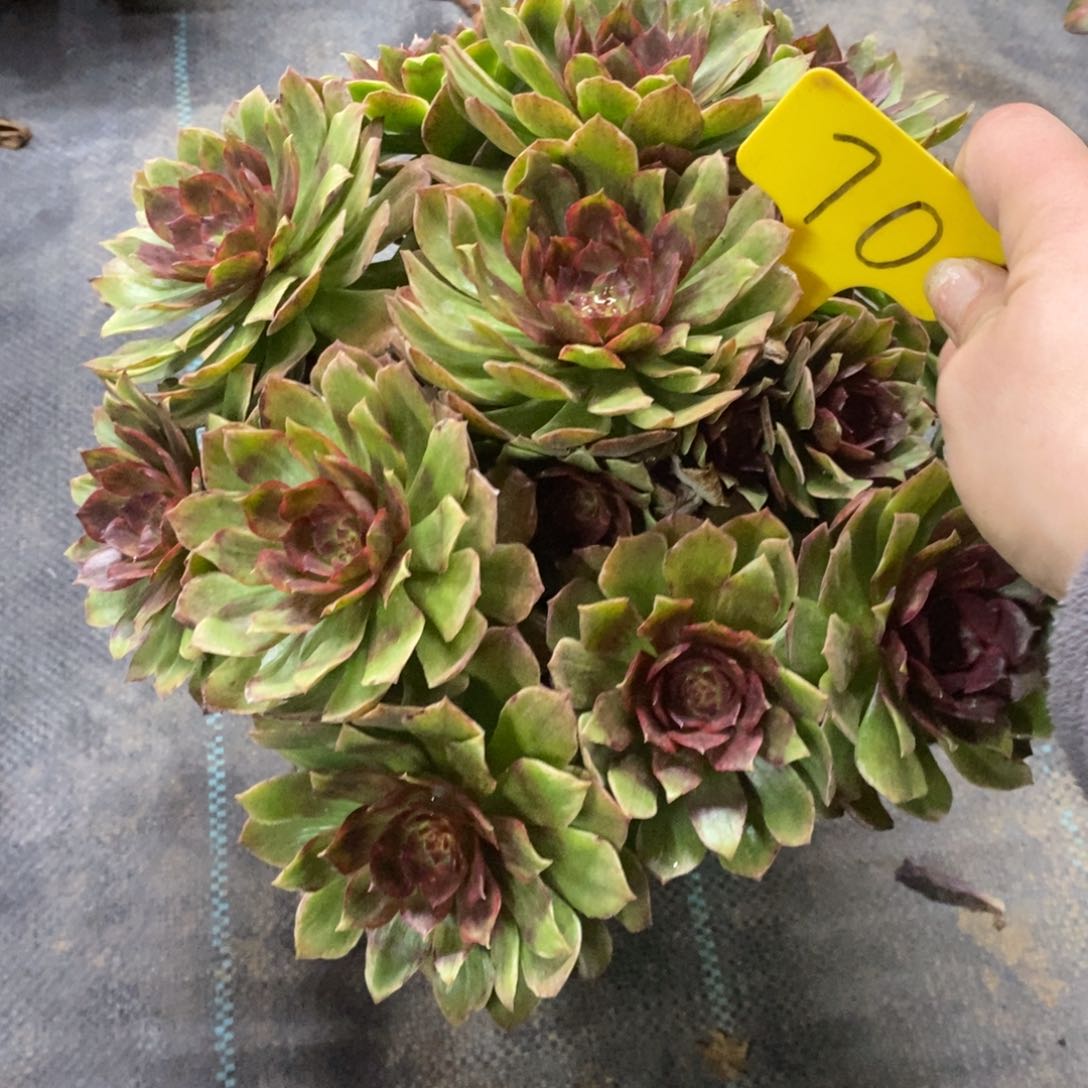 红陶70红丝绒一物一拍