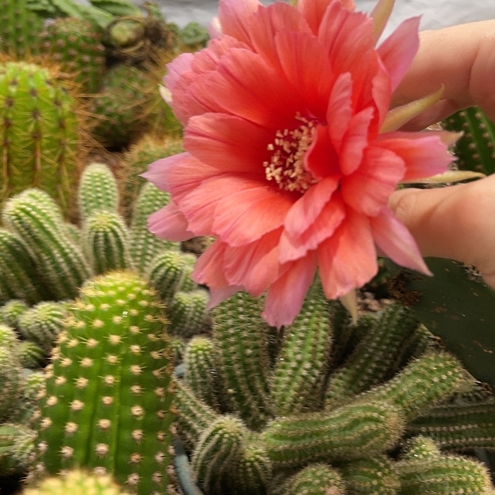 新品丽花奶酪袖铺母本接带花苞
