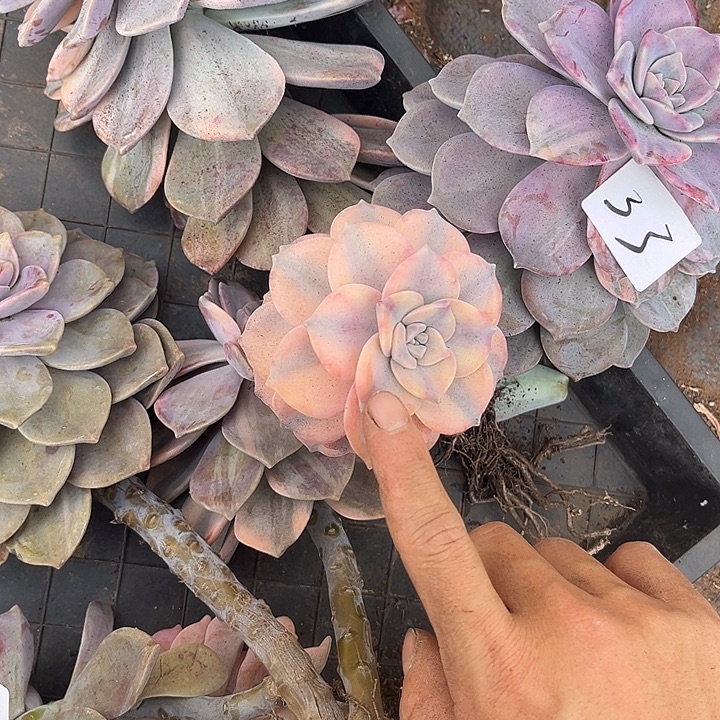 如***诺紫乐景33号多肉植物精品