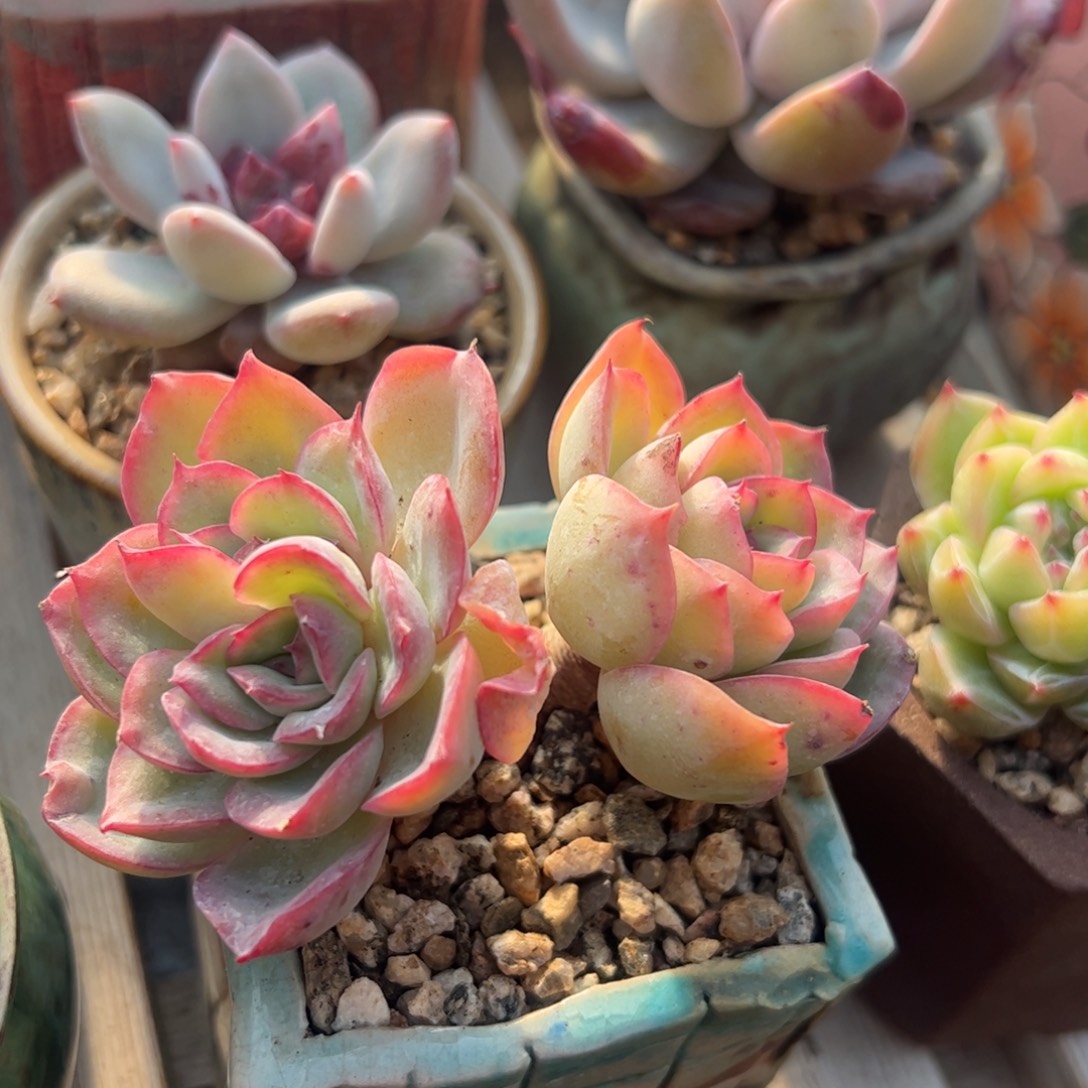 晨露小老桩多肉植物