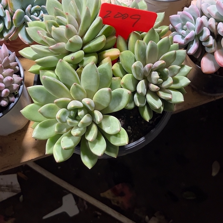 @***@000000000000000002009