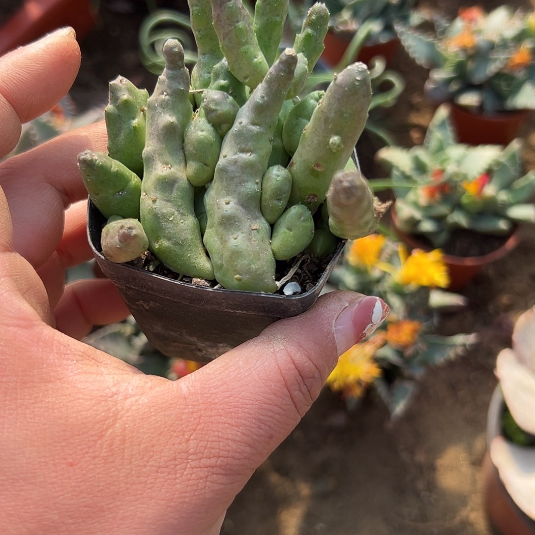 多肉植物粉花便便