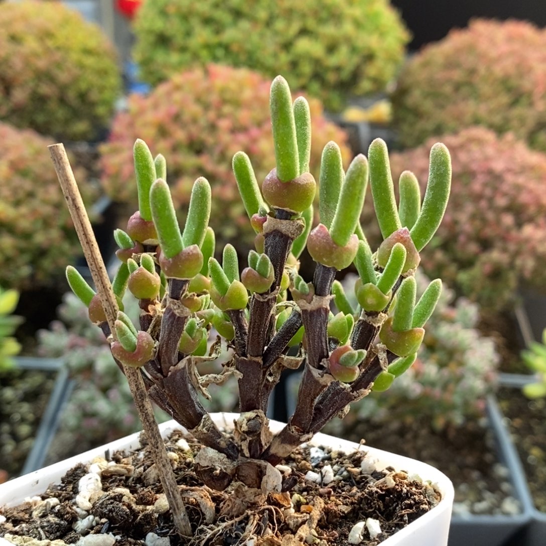 诗***记枝干兔子2862枝干番杏