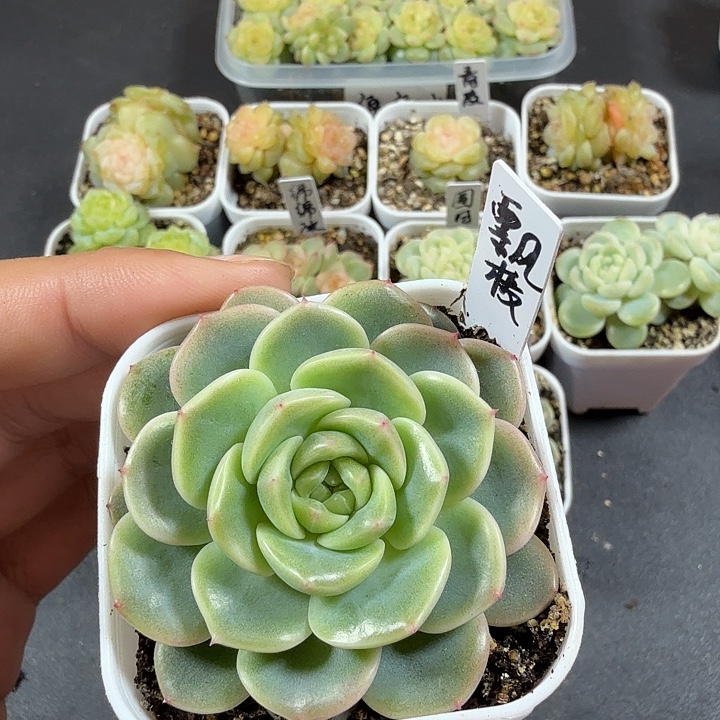 甜心飘枝一物一拍079