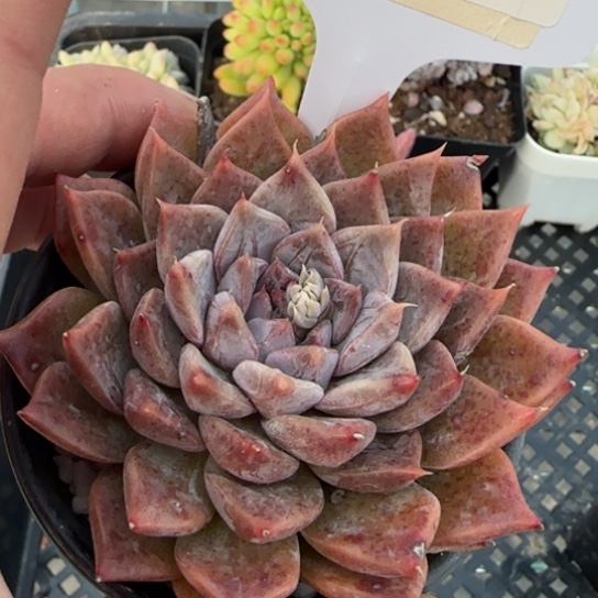 169 一物一拍多肉