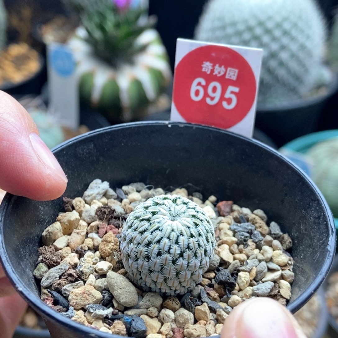 实生白斜子1.8cm