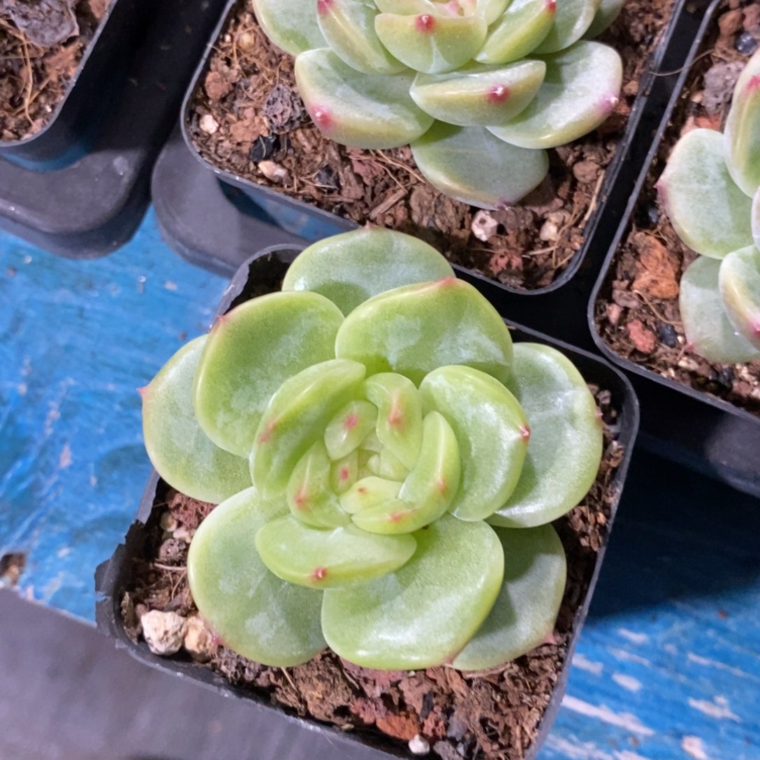 C***_天官赐福百无禁忌