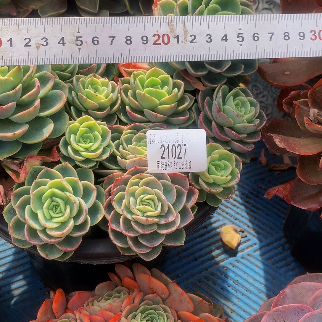 荣***哈密瓜21027多肉多肉