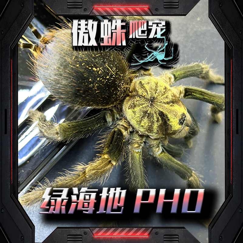 绿海地pho属收藏级宠物蜘蛛绿色颜色鲜艳喂食简单好养速度快