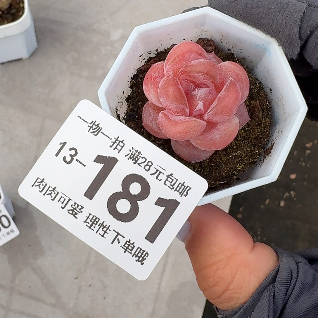 玉兔无盆土发货无盆土发货无