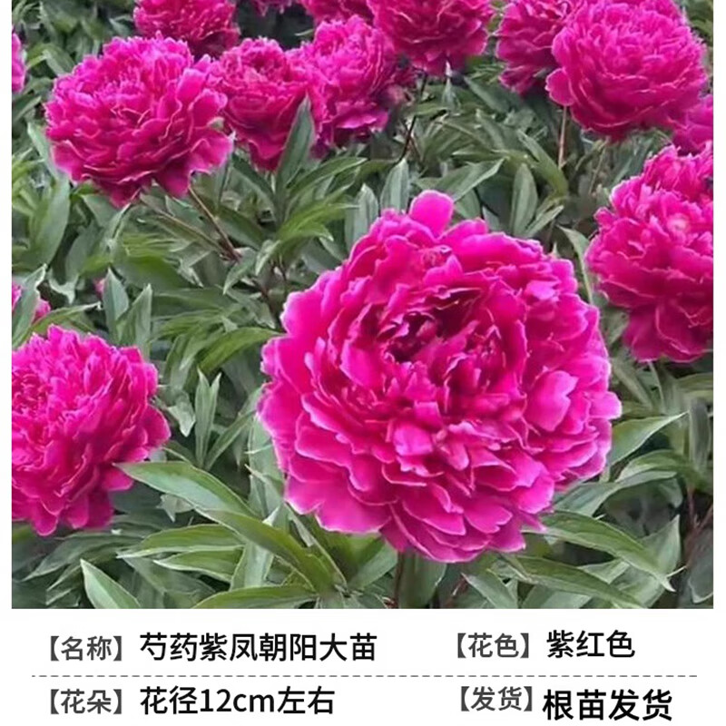芍药紫凤朝阳5年大苗