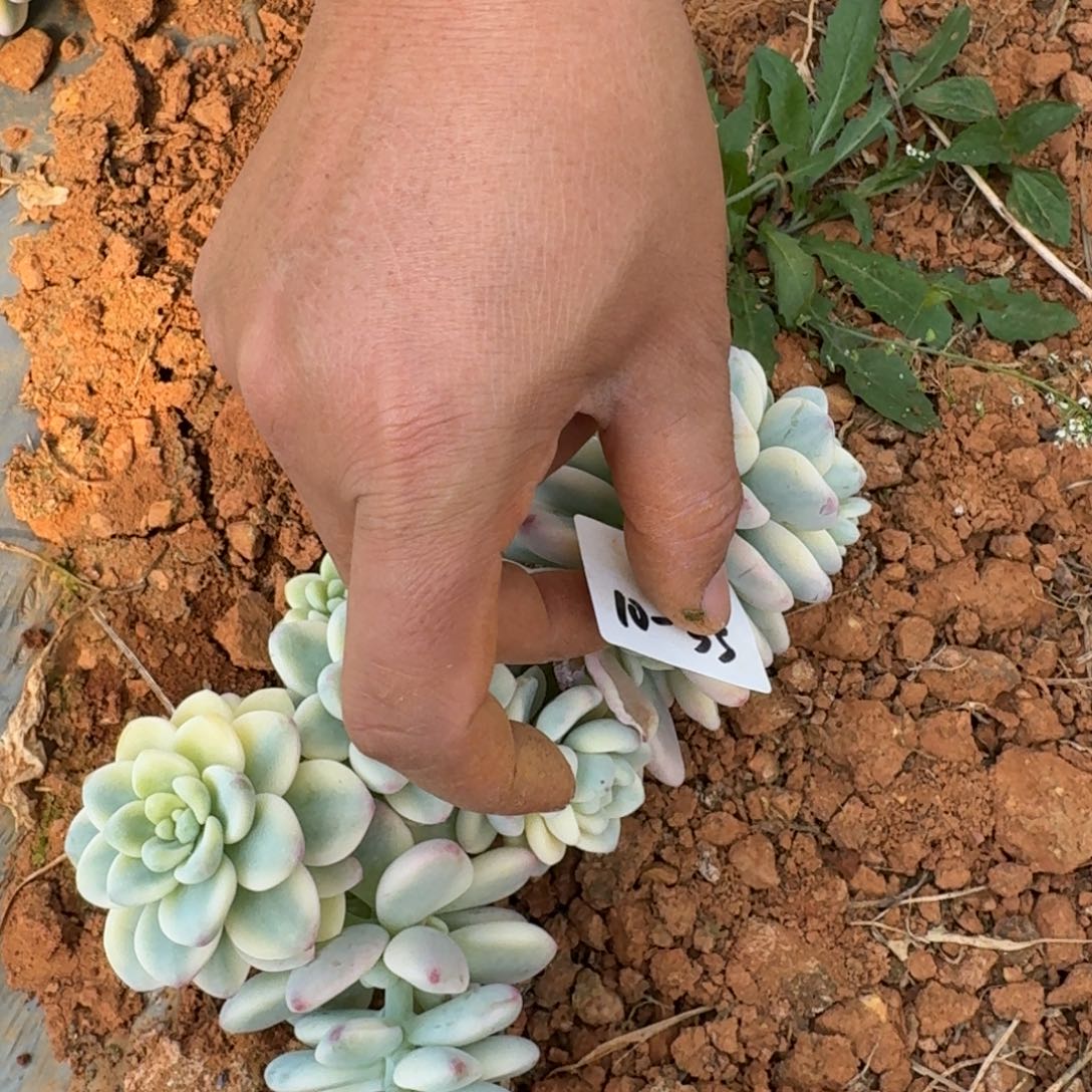 劳尔锦两颗量拍发货10-35