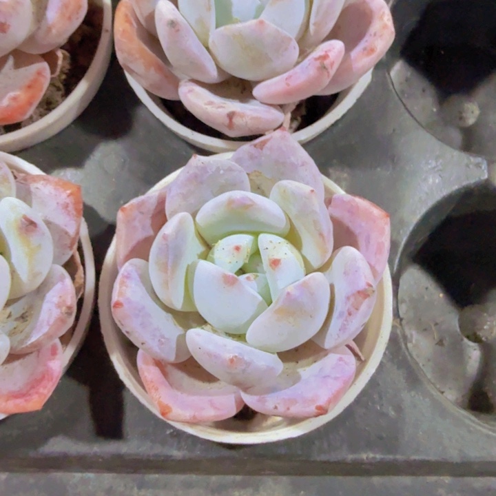 雪茶五厘米盆两颗