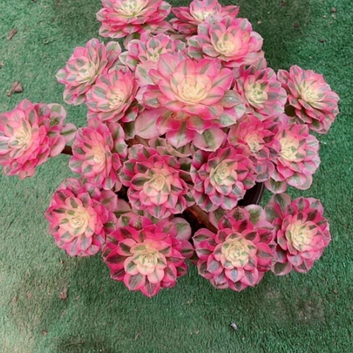 【闪购商品】法师好看也好养