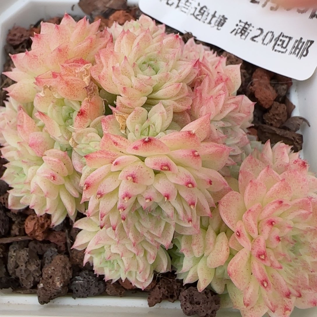 花语逸镜0203-284