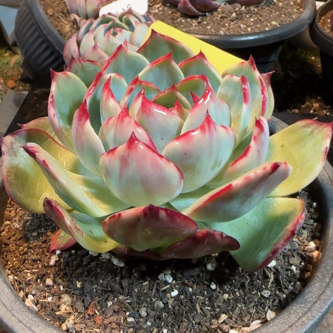 花脸拉丝281惊鸿一物一拍包装收缩花旱