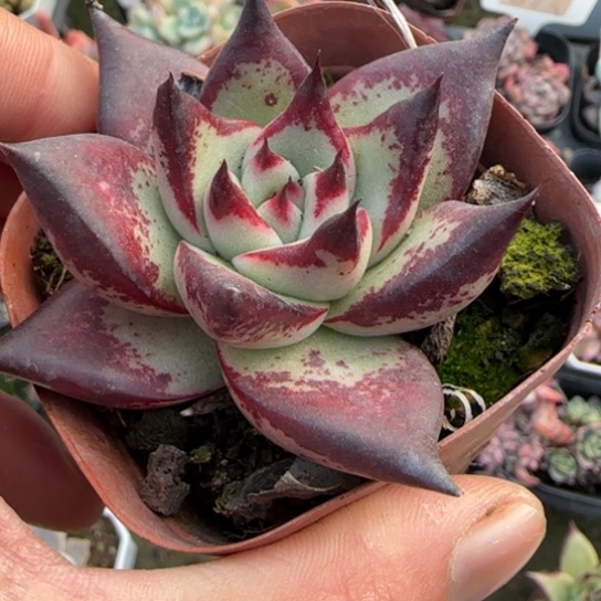 372天狼星多肉植物多