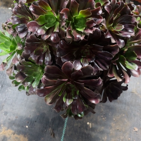 多肉植物欧若拉锦。