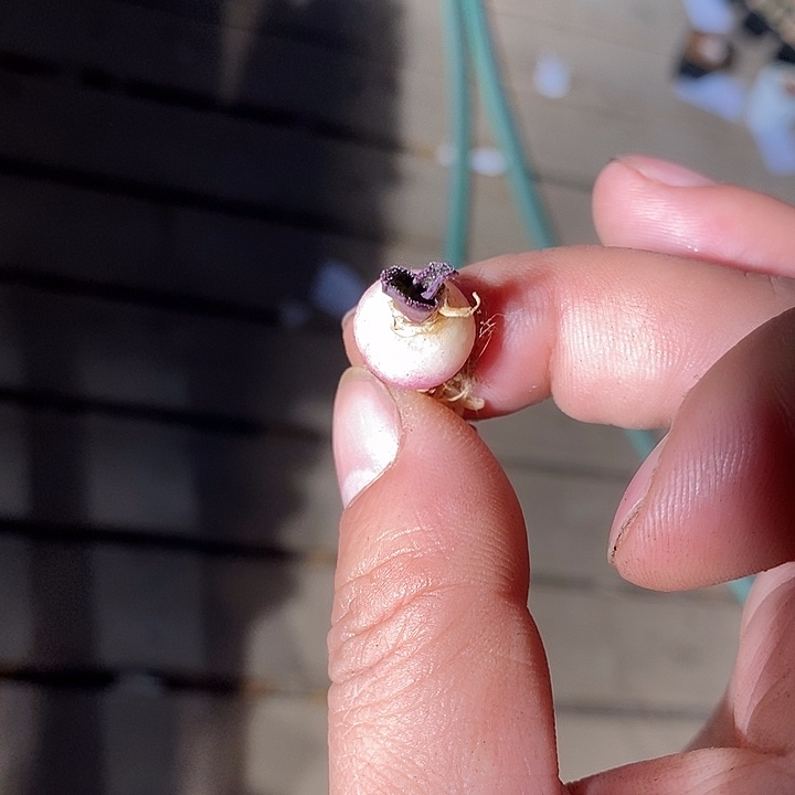 紫镜一颗。  买二送一。   