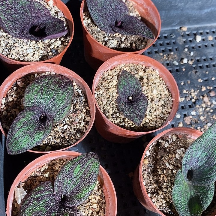 紫镜一颗。  买二送一。    