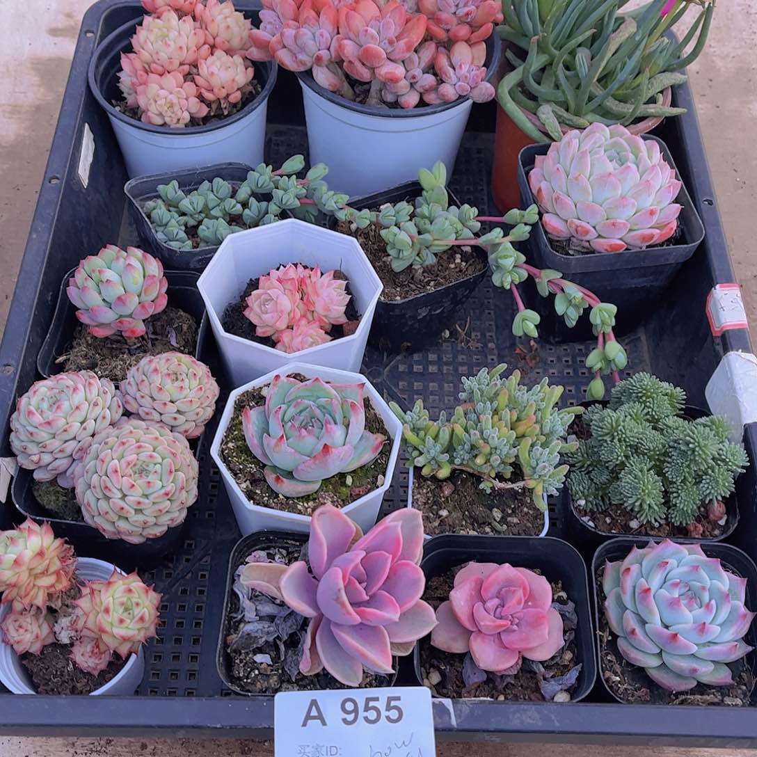多肉955多肉植物