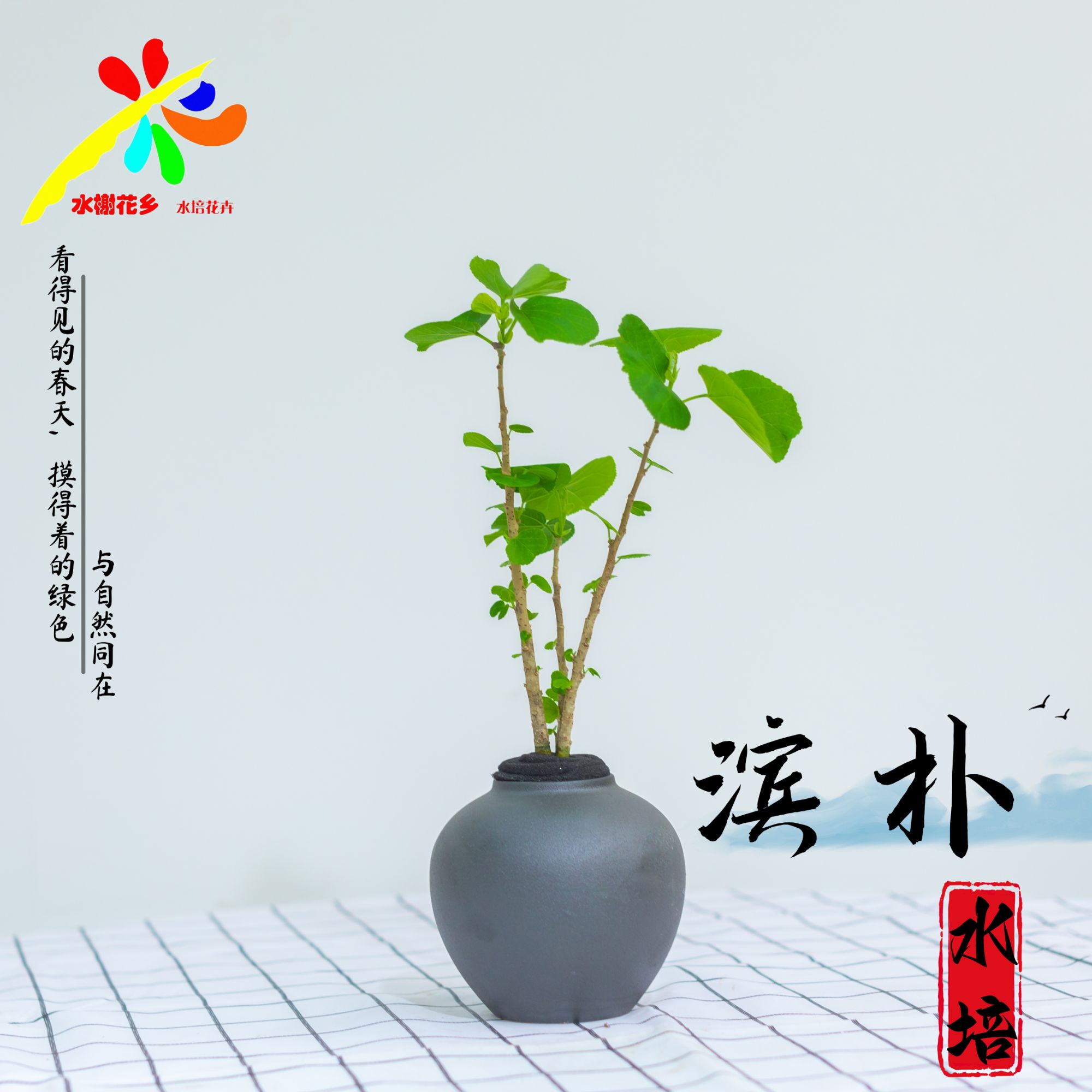 水榭花乡水培日本滨朴绿植桌面家居好养简约四季常青懒人网红热植