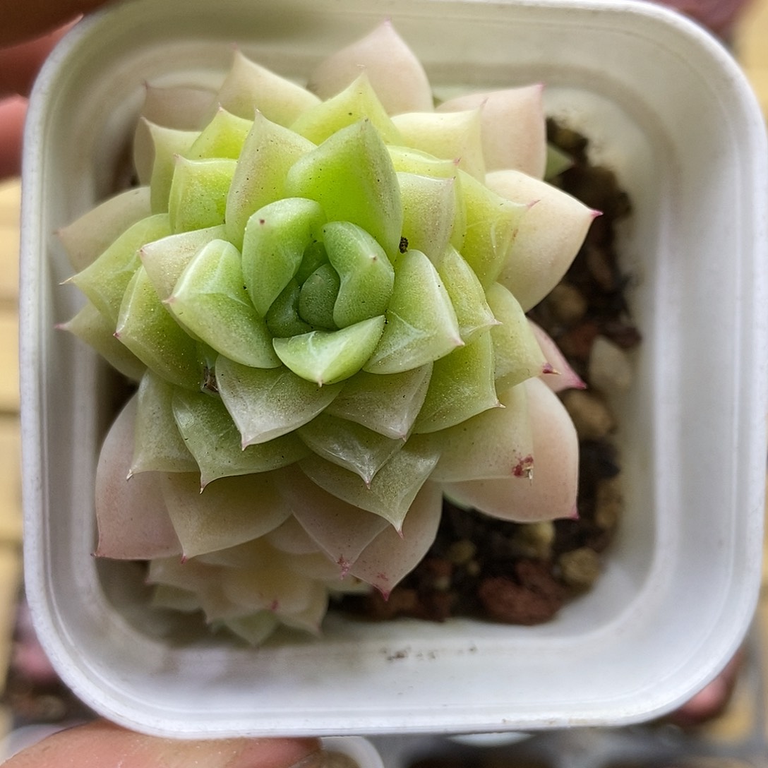 一物一拍一单包邮 260