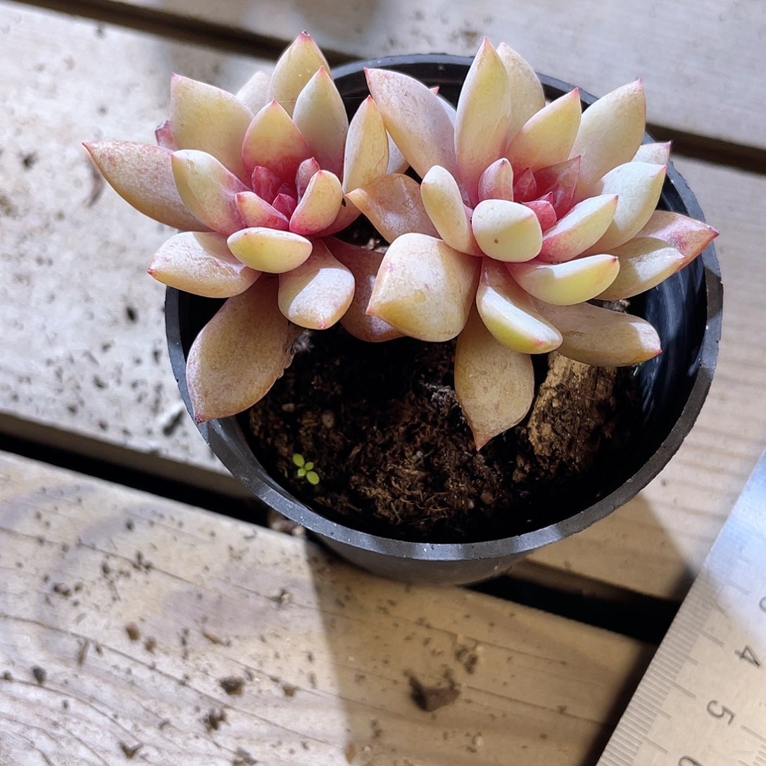 1116  德槟  六月六