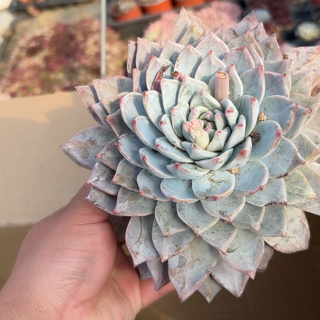 多肉植物大颗粉蓝鸟单头