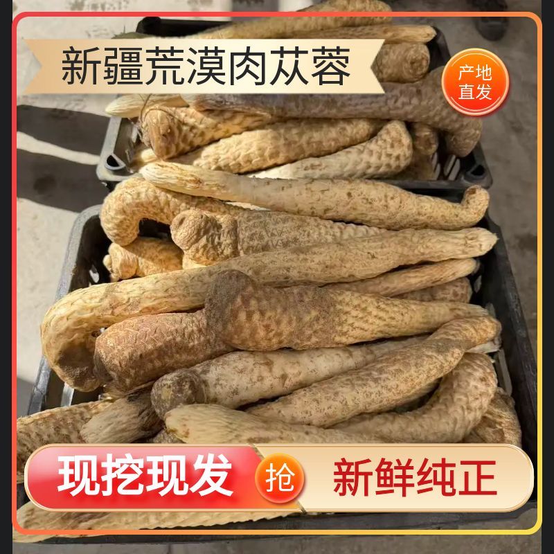 [尝鲜1根]新疆荒漠新鲜肉苁蓉整根人工种植泡水泡酒煲汤大漠直发