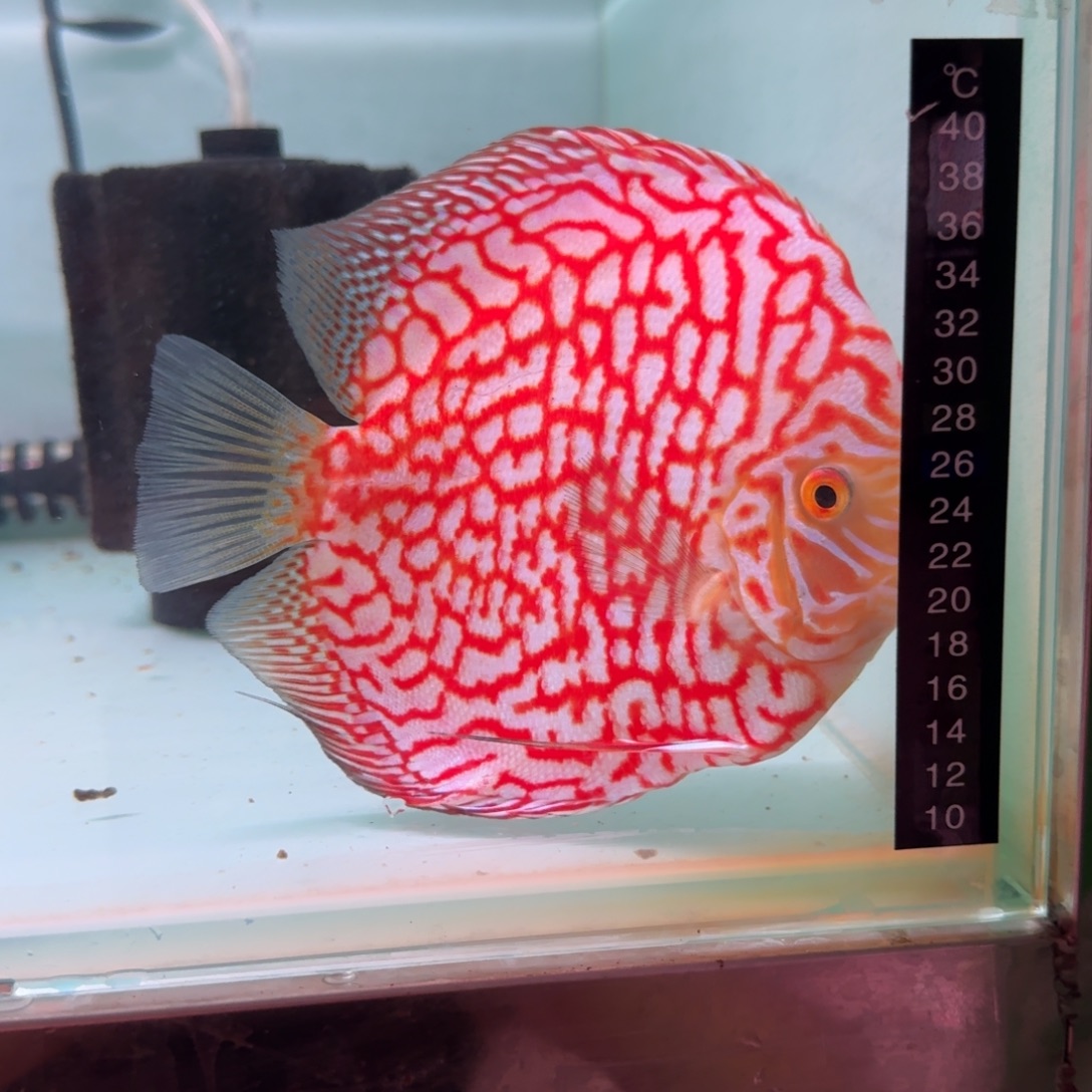 004直播捞鱼链接