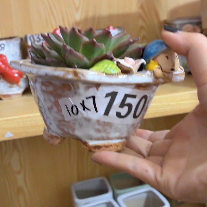 多肉花盆满15包邮