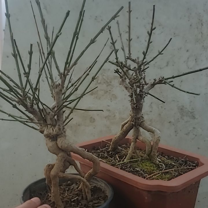 当前无花朵，栽培后可花朵