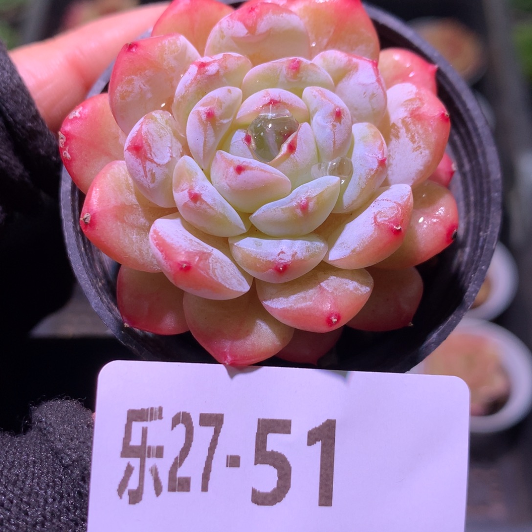 乐然27-51 雪颜玉 