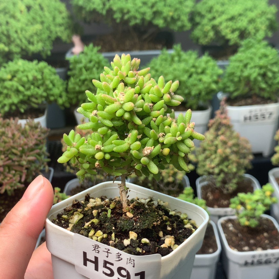 591红麒麟。            
