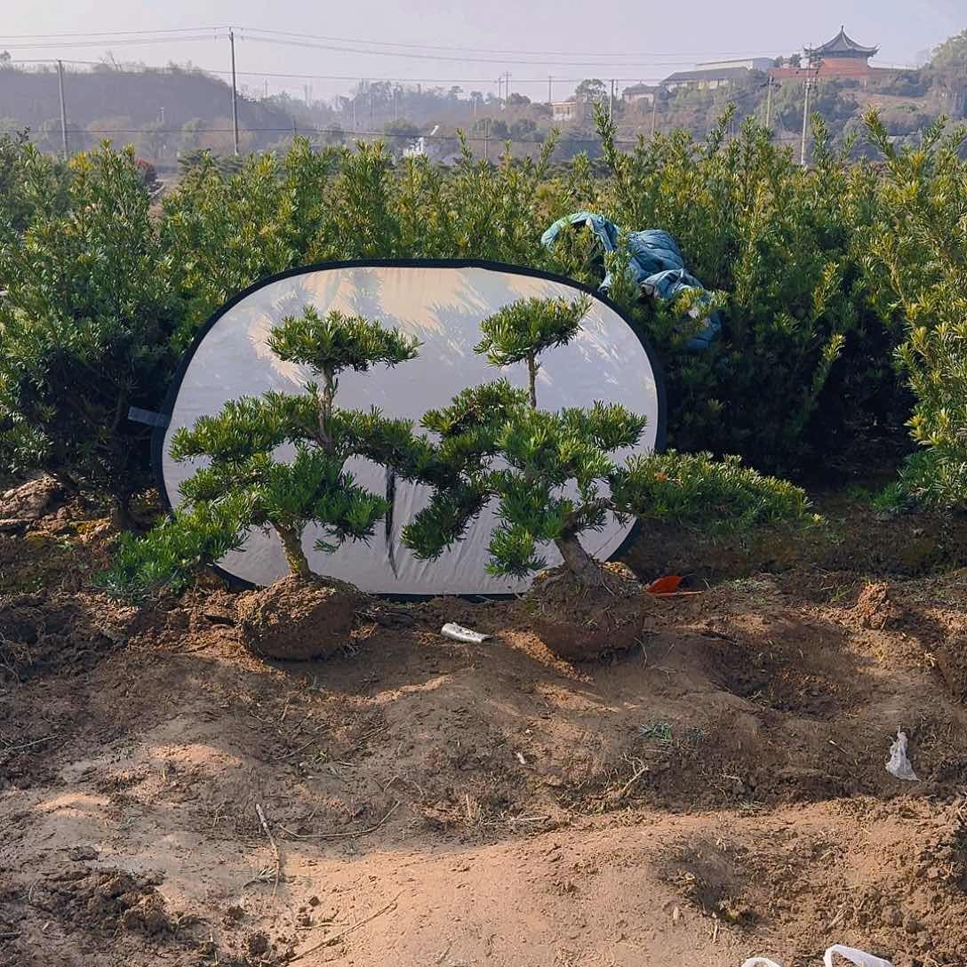 罗汉松盆景艺术阿****具