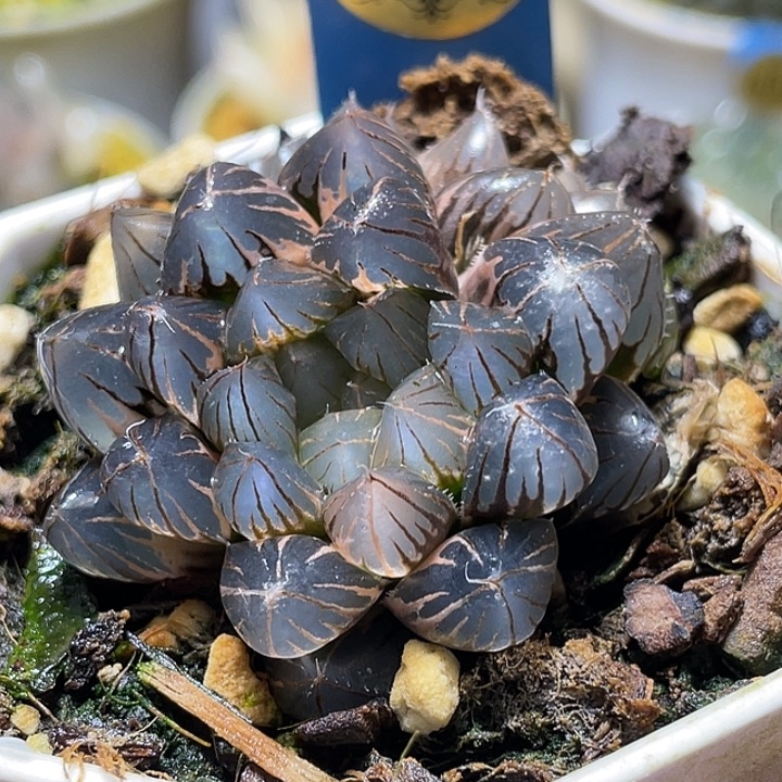 550双头霓虹灯锦福利