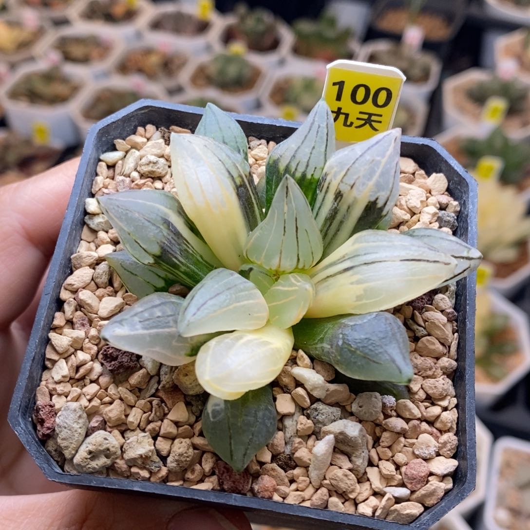 100号西瓜锦带盆发货