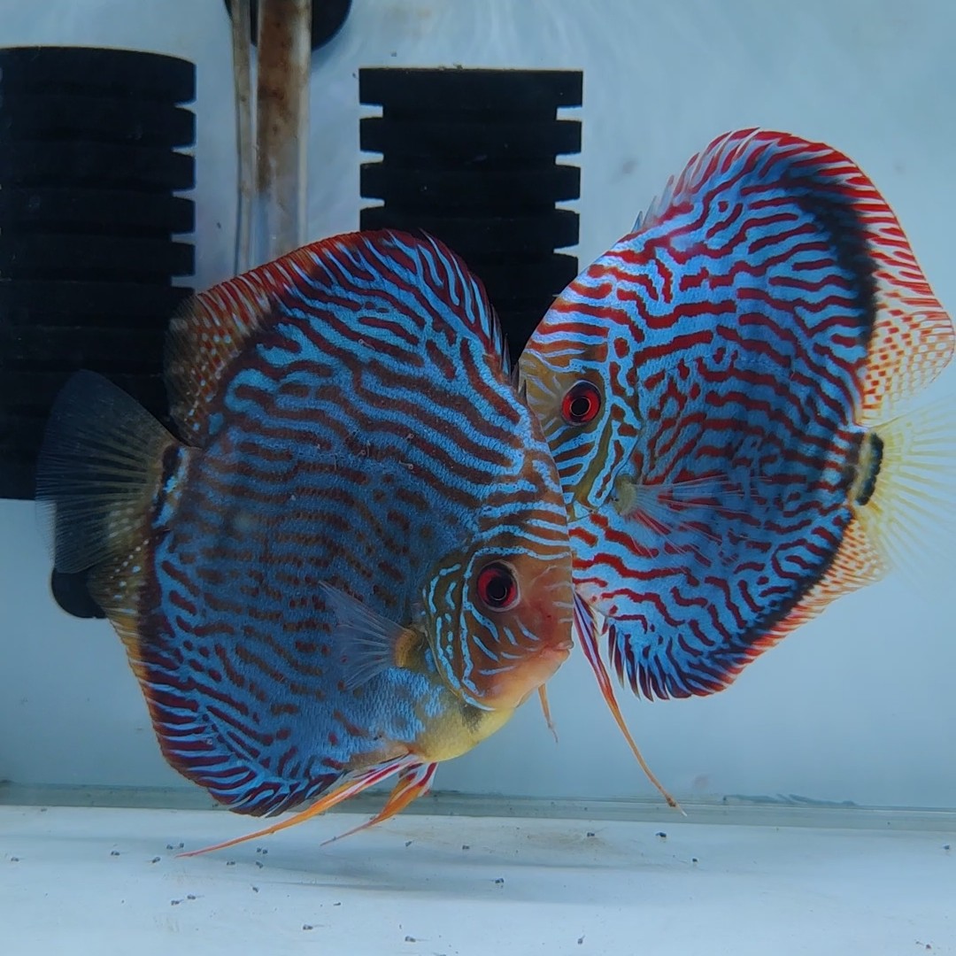 七彩神仙鱼野血松4-5公分一条