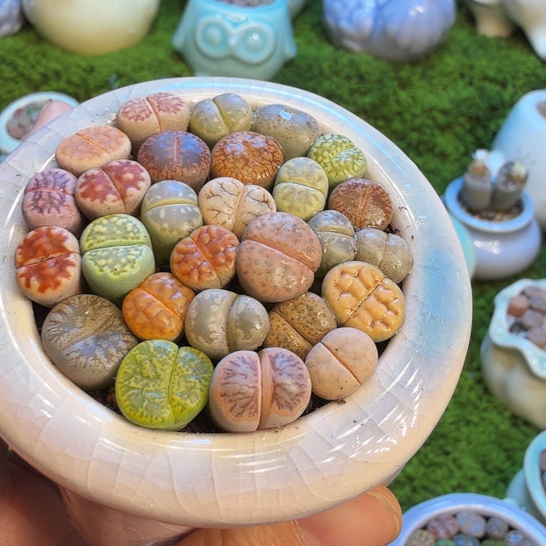 蓝***c多肉植物福利款冲1059