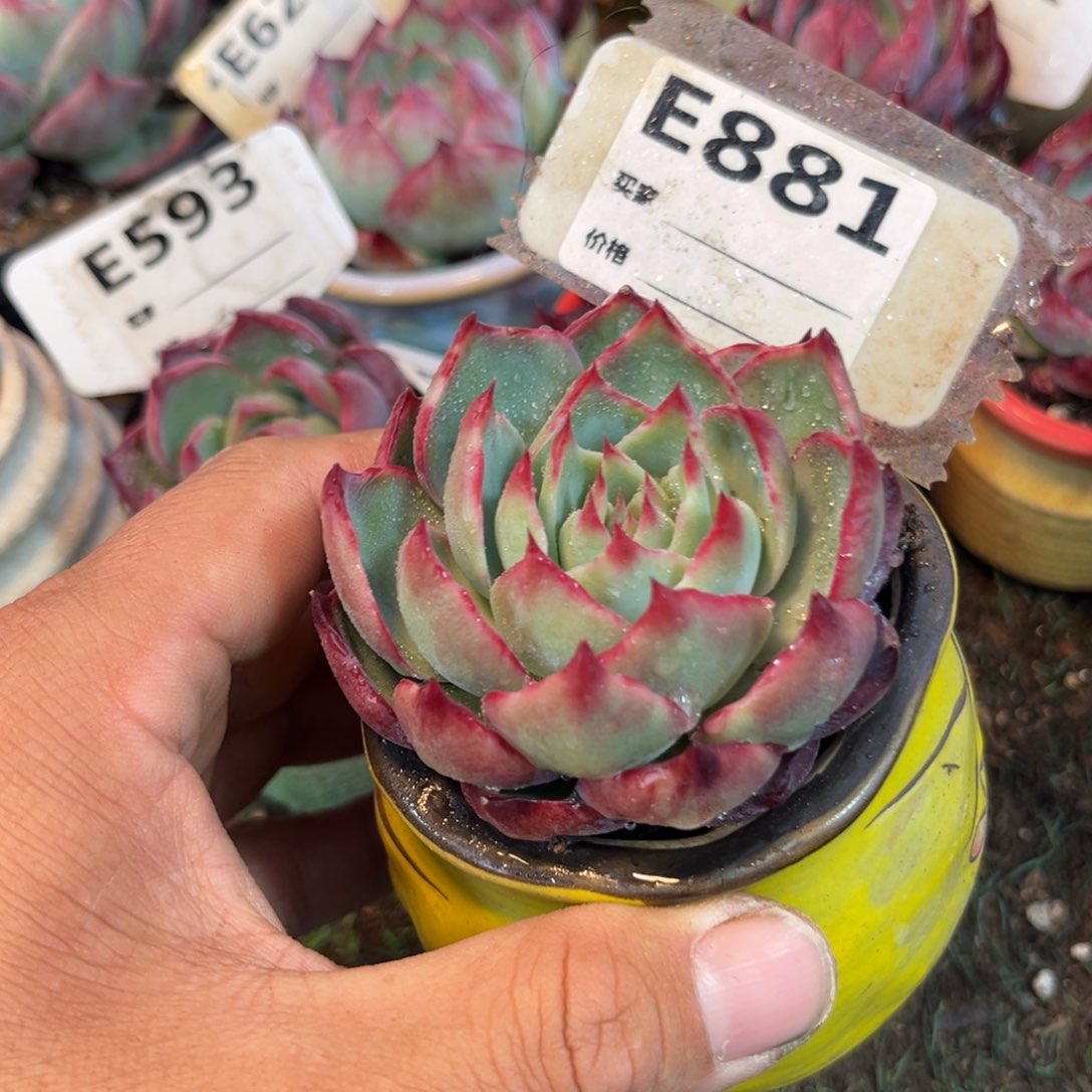 惊鸿一瞥881号多肉