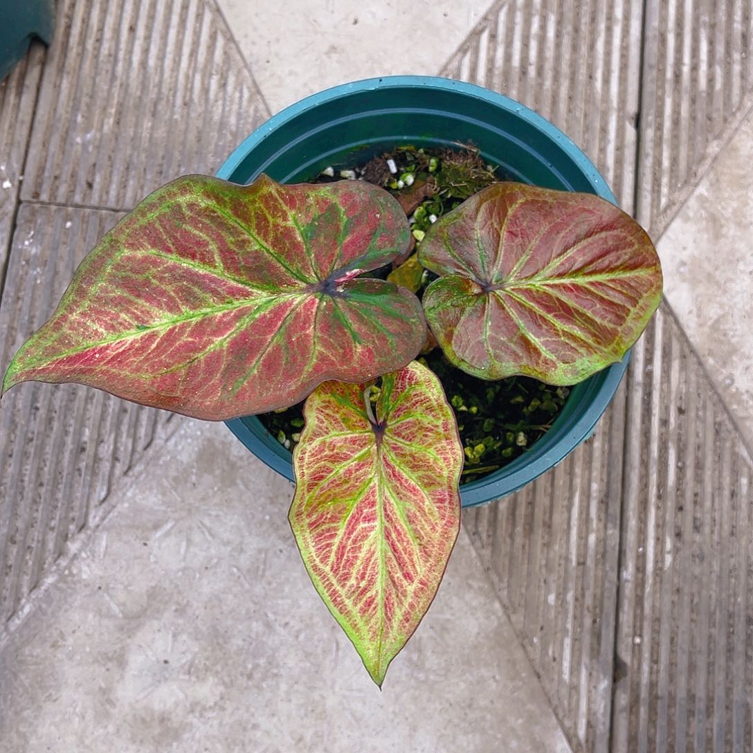 完全开放3614泰彩